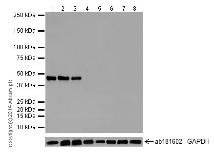 Western blot - Anti-Oct4 antibody [EPR17929] - ChIP Grade (ab181557), expandable thumbnail