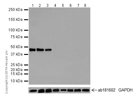 Western blot - Anti-Oct4 antibody [EPR17929] - ChIP Grade (AB181557)