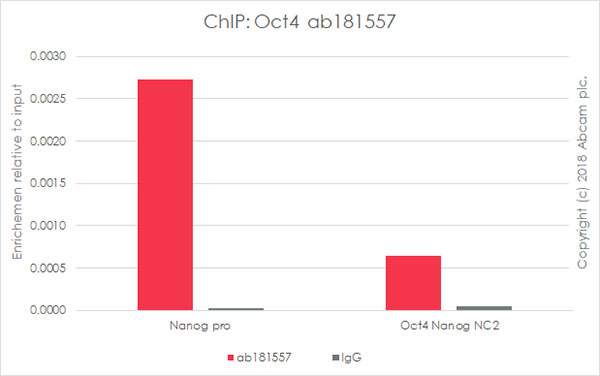 ChIP - Anti-Oct4 antibody [EPR17929] - ChIP Grade - BSA and Azide free (AB271937), expandable thumbnail