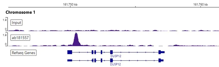 ChIP-sequencing - Anti-Oct4 antibody [EPR17929] - Low endotoxin, Azide free (AB215386)