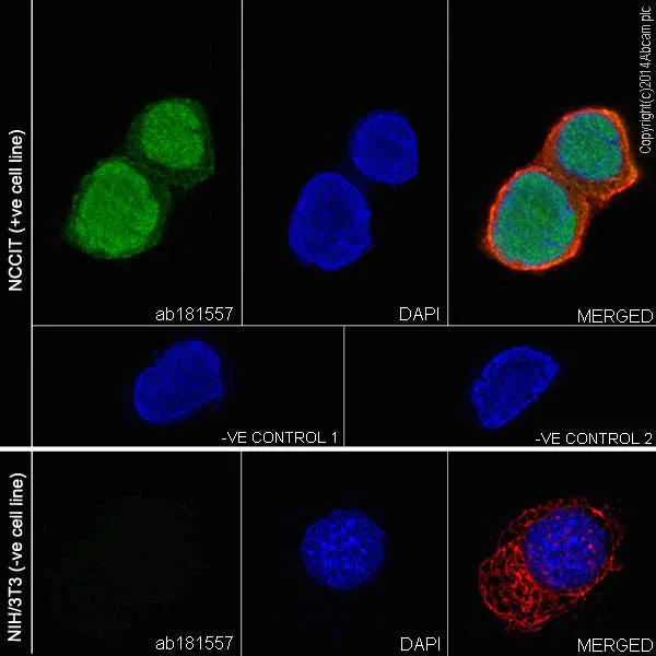 Immunocytochemistry/ Immunofluorescence - Anti-Oct4 antibody [EPR17929] - Low endotoxin, Azide free (AB215386)