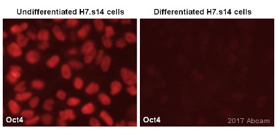 Immunocytochemistry/ Immunofluorescence - Anti-Oct4 antibody [EPR17929] - Low endotoxin, Azide free (AB215386), expandable thumbnail
