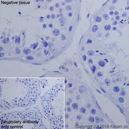Immunohistochemistry (Formalin/PFA-fixed paraffin-embedded sections) - Anti-Oct4 antibody [EPR17929] - Low endotoxin, Azide free (ab215386), expandable thumbnail