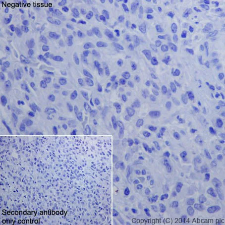 Immunohistochemistry (Formalin/PFA-fixed paraffin-embedded sections) - Anti-Oct4 antibody [EPR17929] - Low endotoxin, Azide free (AB215386)