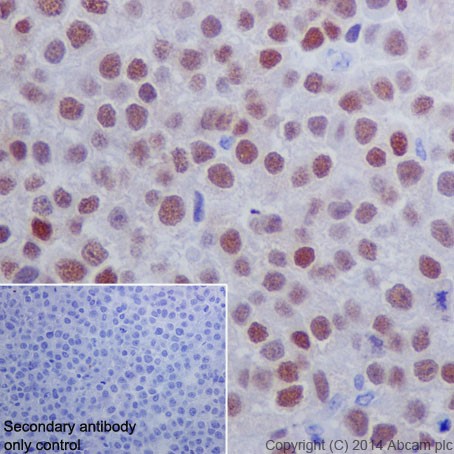 Immunohistochemistry (Formalin/PFA-fixed paraffin-embedded sections) - Anti-Oct4 antibody [EPR17929] - Low endotoxin, Azide free (AB215386), expandable thumbnail