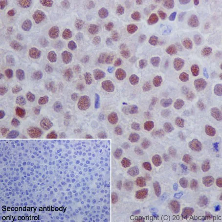 Immunohistochemistry (Formalin/PFA-fixed paraffin-embedded sections) - Anti-Oct4 antibody [EPR17929] - Low endotoxin, Azide free (AB215386)