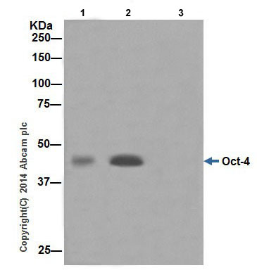 Immunoprecipitation - Anti-Oct4 antibody [EPR17929] - Low endotoxin, Azide free (AB215386), expandable thumbnail
