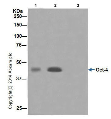 Immunoprecipitation - Anti-Oct4 antibody [EPR17929] - Low endotoxin, Azide free (AB215386)