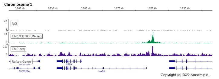 ChIC/CUT&RUN sequencing - Anti-Oct4 antibody [EPR17980] (AB200834)