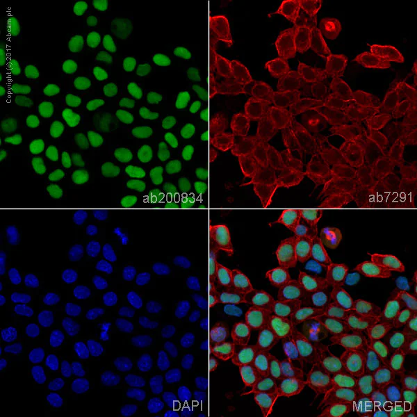 Immunocytochemistry/ Immunofluorescence - Anti-Oct4 antibody [EPR17980] (AB200834)