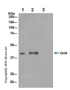 Immunoprecipitation - Anti-Oct4 antibody [EPR17980] (AB200834)