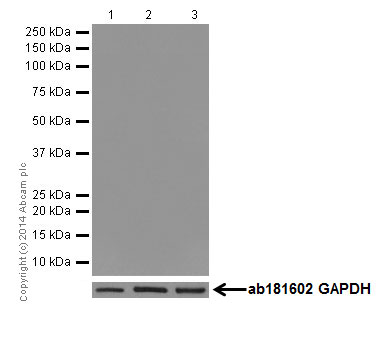 Western blot - Anti-Oct4 antibody [EPR17980] (AB200834), expandable thumbnail