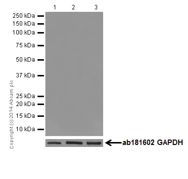 Western blot - Anti-Oct4 antibody [EPR17980] (AB200834)