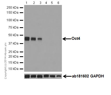 Western blot - Anti-Oct4 antibody [EPR17980] (AB200834), expandable thumbnail