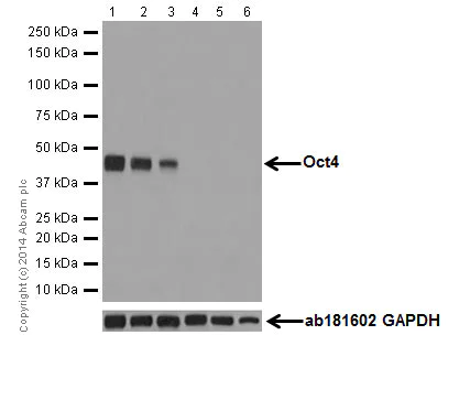 Western blot - Anti-Oct4 antibody [EPR17980] (AB200834)
