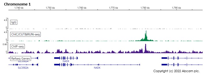 ChIC/CUT&RUN sequencing - Anti-Oct4 antibody [EPR17980] - BSA and Azide free (ab240358), expandable thumbnail