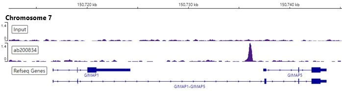 ChIP-sequencing - Anti-Oct4 antibody [EPR17980] - BSA and Azide free (AB240358)