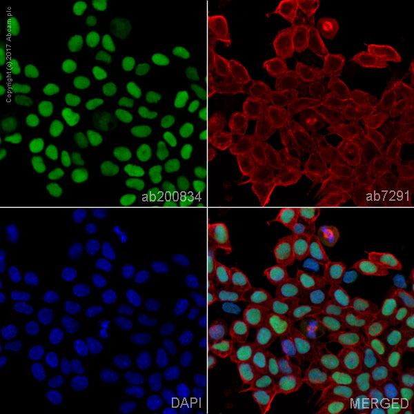 Immunocytochemistry/ Immunofluorescence - Anti-Oct4 antibody [EPR17980] - BSA and Azide free (AB240358), expandable thumbnail