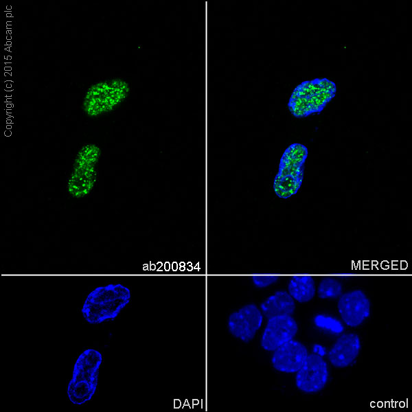 Immunocytochemistry/ Immunofluorescence - Anti-Oct4 antibody [EPR17980] - BSA and Azide free (AB240358), expandable thumbnail