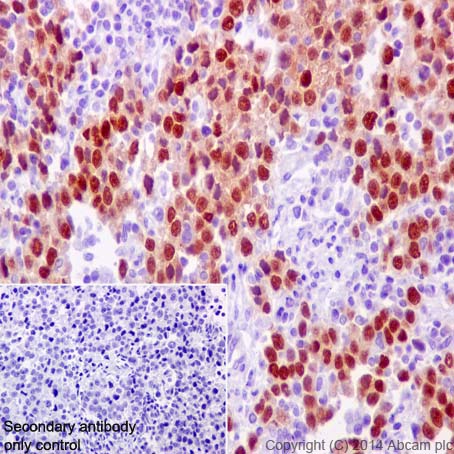 Immunohistochemistry (Formalin/PFA-fixed paraffin-embedded sections) - Anti-Oct4 antibody [EPR17980] - BSA and Azide free (AB240358), expandable thumbnail