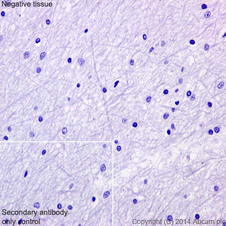 Immunohistochemistry (Formalin/PFA-fixed paraffin-embedded sections) - Anti-Oct4 antibody [EPR17980] - BSA and Azide free (ab240358), expandable thumbnail