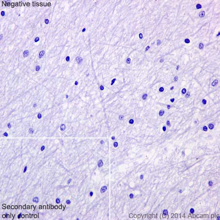 Immunohistochemistry (Formalin/PFA-fixed paraffin-embedded sections) - Anti-Oct4 antibody [EPR17980] - BSA and Azide free (AB240358)