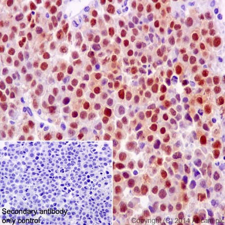 Immunohistochemistry (Formalin/PFA-fixed paraffin-embedded sections) - Anti-Oct4 antibody [EPR17980] - BSA and Azide free (AB240358), expandable thumbnail