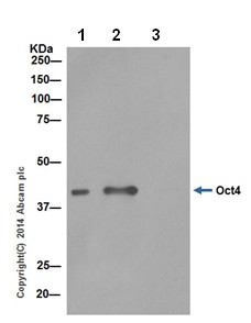 Immunoprecipitation - Anti-Oct4 antibody [EPR17980] - BSA and Azide free (AB240358), expandable thumbnail