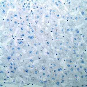 Immunohistochemistry (Formalin/PFA-fixed paraffin-embedded sections) - Anti-Oct4 antibody [EPR2054] (AB109183)