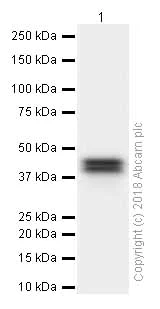 Western blot - Anti-Oct4 antibody [EPR2054] (AB109183)