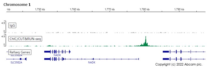 ChIC/CUT&RUN sequencing - Anti-Oct4 antibody [EPR2054] - BSA and Azide free (ab222233), expandable thumbnail