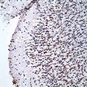 Immunohistochemistry (Formalin/PFA-fixed paraffin-embedded sections) - Anti-Oct4 antibody [EPR2054] - BSA and Azide free (ab222233), expandable thumbnail