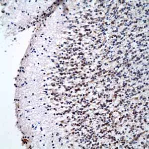 Immunohistochemistry (Formalin/PFA-fixed paraffin-embedded sections) - Anti-Oct4 antibody [EPR2054] - BSA and Azide free (AB222233)