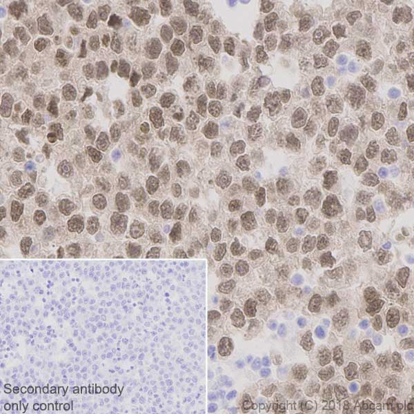 Immunohistochemistry (Formalin/PFA-fixed paraffin-embedded sections) - Anti-Oct4 antibody [EPR2054] - BSA and Azide free (AB222233), expandable thumbnail