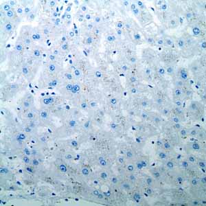 Immunohistochemistry (Formalin/PFA-fixed paraffin-embedded sections) - Anti-Oct4 antibody [EPR2054] - BSA and Azide free (ab222233), expandable thumbnail