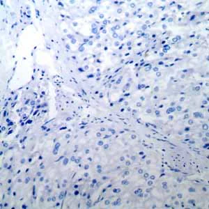Immunohistochemistry (Formalin/PFA-fixed paraffin-embedded sections) - Anti-Oct4 antibody [EPR2054] - BSA and Azide free (AB222233)