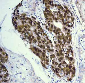 Immunohistochemistry (Formalin/PFA-fixed paraffin-embedded sections) - Anti-Oct4 antibody [EPR2054] - BSA and Azide free (AB222233)