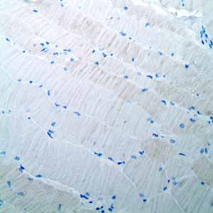 Immunohistochemistry (Formalin/PFA-fixed paraffin-embedded sections) - Anti-Oct4 antibody [EPR2054] - BSA and Azide free (AB222233), expandable thumbnail
