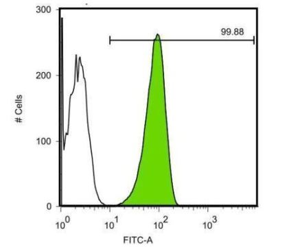 Flow Cytometry - Anti-Oct4 antibody [GT486] (AB184665), expandable thumbnail