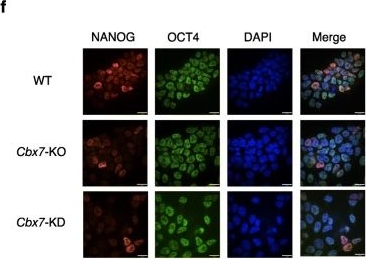 Immunocytochemistry/ Immunofluorescence - Anti-Oct4 antibody [GT486] (AB184665)