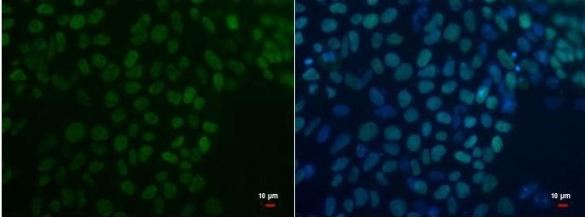 Immunocytochemistry/ Immunofluorescence - Anti-Oct4 antibody [GT486] (AB184665), expandable thumbnail