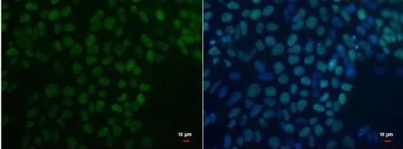 Immunocytochemistry/ Immunofluorescence - Anti-Oct4 antibody [GT486] (AB184665)