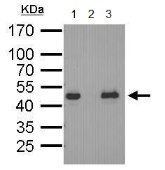 Immunoprecipitation - Anti-Oct4 antibody [GT486] (AB184665)
