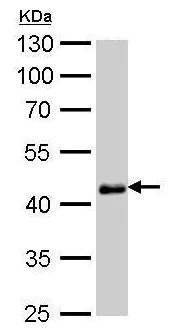 Western blot - Anti-Oct4 antibody [GT486] (AB184665)