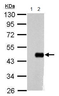 Western blot - Anti-Oct4 antibody [GT486] (ab184665), expandable thumbnail