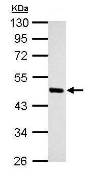 Western blot - Anti-Oct4 antibody [GT486] (AB184665), expandable thumbnail