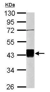 Western blot - Anti-Oct4 antibody [GT486] (AB184665)