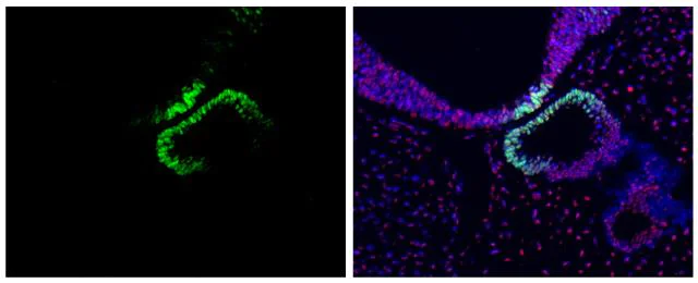 Immunohistochemistry (Formalin/PFA-fixed paraffin-embedded sections) - Anti-Oct6 antibody (AB272925)