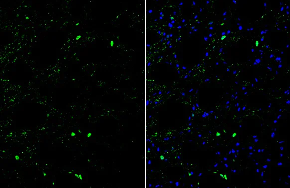 Immunohistochemistry (Frozen sections) - Anti-Oct6 antibody (AB272925)