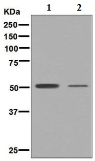 Western blot - Anti-Oct6 antibody [EP5421] (AB126746)